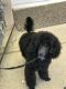 Poodle Puppies for sale in Independence, OR, USA. price: NA