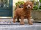 Poodle Puppies for sale in Newport, WA 99156, USA. price: NA