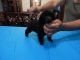 Poodle Puppies for sale in Zephyrhills, FL, USA. price: NA