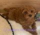 Poodle Puppies for sale in Magnolia, TX, USA. price: $1,500