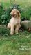 Poodle Puppies for sale in Coloma, MI 49038, USA. price: NA