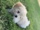 Poodle Puppies for sale in El Centro, CA, USA. price: NA