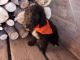 Poodle Puppies for sale in Strasburg, CO 80136, USA. price: $400