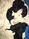 Poodle Puppies for sale in Pensacola, FL, USA. price: $800
