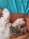 Poodle Puppies for sale in 2521 Caper Ln, Maitland, FL 32751, USA. price: NA