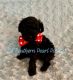 Poodle Puppies for sale in Magnolia, TX, USA. price: NA