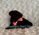 Poodle Puppies for sale in Magnolia, TX, USA. price: $500