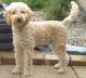 Poodle Puppies for sale in Lakewood, CO, USA. price: NA