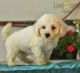 Poodle Puppies for sale in Manassas, VA, USA. price: NA