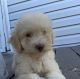 Poodle Puppies for sale in 7423 June Evening Dr, Arlington, TX 76001, USA. price: $350