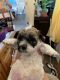 Poodle Puppies for sale in 10091 Flanner Ave, Garden Grove, CA 92840, USA. price: NA