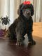 Poodle Puppies for sale in Fernley, NV, USA. price: $750