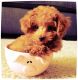 Poodle Puppies for sale in Los Angeles, CA 90014, USA. price: NA