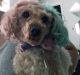 Poodle Puppies for sale in Little Elm, TX, USA. price: $200