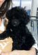 Poodle Puppies for sale in Brentwood, TN, USA. price: NA