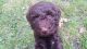Poodle Puppies for sale in Grundy Center, IA 50638, USA. price: $525