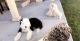 Poodle Puppies for sale in Fort Collins, CO, USA. price: NA
