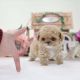 Poodle Puppies for sale in Dickson, TN, USA. price: NA
