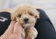 Poodle Puppies for sale in Orange County, CA, USA. price: $2,500