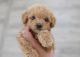 Poodle Puppies for sale in Orange County, CA, USA. price: $2,200
