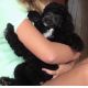 Poodle Puppies for sale in Flowery Branch, GA 30542, USA. price: NA