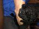 Poodle Puppies for sale in Anderson, SC, USA. price: NA