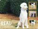 Poodle Puppies for sale in Flowery Branch, GA 30542, USA. price: NA
