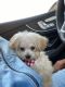 Poodle Puppies for sale in Costa Mesa, CA, USA. price: NA