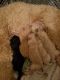 Poodle Puppies for sale in Bay City, MI, USA. price: $700