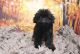 Poodle Puppies for sale in Las Vegas, NV 89139, USA. price: NA