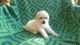 Poodle Puppies for sale in New Mexico State Line, Clayton, NM 88415, USA. price: NA