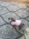 Poodle Puppies for sale in Willow Spring, Middle Creek, NC, USA. price: $700