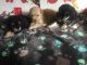 Poodle Puppies for sale in Forsyth, MO 65653, USA. price: NA