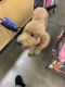 Poodle Puppies for sale in Lacey, WA 98516, USA. price: $600