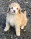Poodle Puppies for sale in Helena, MT, USA. price: $600