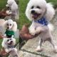 Poodle Puppies for sale in Miami Gardens, FL, USA. price: NA
