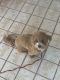 Poodle Puppies for sale in 15800 NW 42nd Ave, Miami Gardens, FL 33054, USA. price: NA