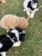 Poodle Puppies for sale in Groves, TX 77619, USA. price: NA
