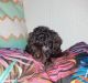 Poodle Puppies for sale in Mt Angel, OR 97362, USA. price: NA