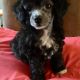 Poodle Puppies for sale in 111 Lake Ave, Dudley, NC 28333, USA. price: NA