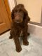 Poodle Puppies for sale in Finlayson, MN 55735, USA. price: NA