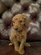 Poodle Puppies for sale in UT-128, Utah, USA. price: NA
