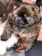 Poodle Puppies for sale in Hayward, CA, USA. price: $500