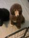 Poodle Puppies for sale in Lake Norman of Catawba, NC, USA. price: NA