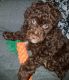 Poodle Puppies for sale in Mt Angel, OR 97362, USA. price: $1,100