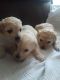 Poodle Puppies for sale in 8028 Wichita St #89, Fort Worth, TX 76140, USA. price: NA