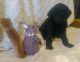 Poodle Puppies for sale in Decatur, AL, USA. price: NA