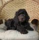 Poodle Puppies for sale in Allendale, Allendale Charter Twp, MI, USA. price: NA