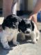 Poodle Puppies for sale in San Bernardino, CA, USA. price: NA