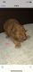 Poodle Puppies for sale in Chicago, IL, USA. price: $1,500
